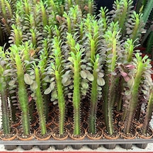 Sınırlı Sayıda Euphorbia Trigona Red - Afrika Süt Ağacı Kaktüsü 5.5lik Saksıda, 20 Cm Ve Üzeri Boyda 1 Adet