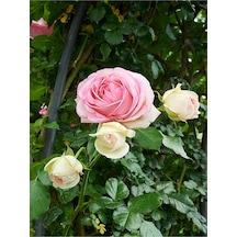 Açık Pembe Isparta Gülü 3 Adet Saksılı/ Tüplü 40-60cm Bahçe Bitkisi Isparta Rose