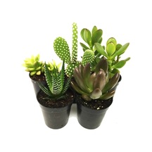 Sukulent Kaktüs Set 5 Adet Mini Saksılı 004