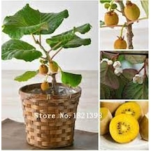 20 Adet Tohum Bodur Kivi Bonsai Ağacı Tohumu Saksı Toprak