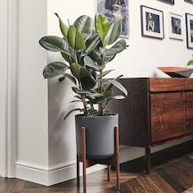 Serada Decor Plant Kauçuk Çiçeği 2'li 80-100cm
