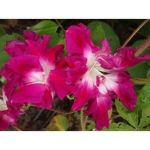 5 Adet Sunrise Serenade Morning Glory Tohumu