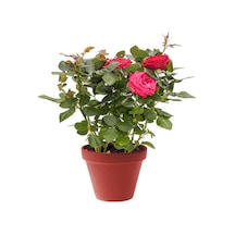 Videolu Yediveren Kokulu Pembe Renkli 20 40 Cm 2 Adet Aşılı Gül Pink Rose
