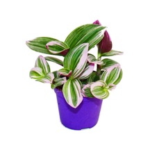 Videolu Telgraf Çiçeği Pembe Alacalı 1 Adet Saksılı 10-20cm Iç Mekan Bitkisi Nanouk Tradescantia