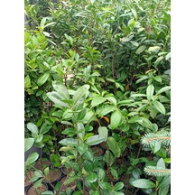 Karayemiş Fidanı 50-100 Cm