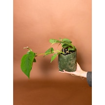 Erkek Kivi Actinidia Deliciosa 16 Cm Tozlayıcı Fidan
