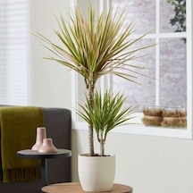 Madagaskar Dragon Ağacı – Dracaena Marginata Alacalı 2 Gövdeli
