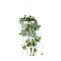 Kalp Kalbe Karşı Çiçeği – Ceropegia Woodii