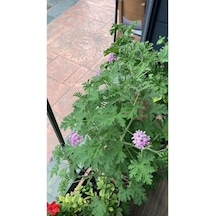 Itır Çiçeği Fidanı Hoş Kokulu Iç Ve Dış Mekan Bitkisi 10-20 Cm