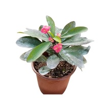 Kırmızı Euphorbia Milli Dikenler Tacı, Saksıda 10-20 Cm