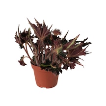 Begonia 'Break Dance' (Begonya Çiçeği) Ø12 CM Y25-30 CM