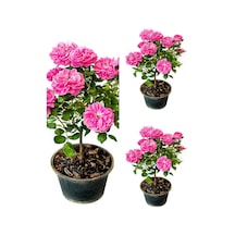 Isparta Gül Fidanı Pembe Renkli 40 70 Cm 3 Adet Saksılı Aşılı Gül Pink Rose
