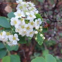 Mahlep Ağacı Fidanı Prunus Mahaleb - 1-2 Yaşında, Dikime Hazır