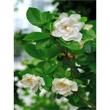 Yoğun Kokulu 1 Adet Ofis Çiçeği Gardenya Bitkisi Saksılı 30-45cm Gardenia Flower