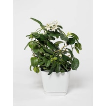 Kokulu Ofis Bitkisi Hediyelik 1 Adet Gardenya Çiçeği Saksılı 30-50cm Gardenia Flower