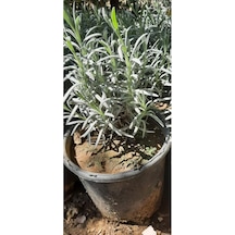 Lila Mor Yaprak Lavanta Fidanı 10-20 Cm