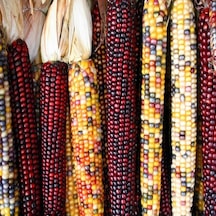 Doğal Renkli Hint Mısırı Tohumu 200 Tohum