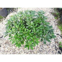 Pitosporum 3 Adet Paket - Yer Örtücü Dış Mekan Bitkisi
