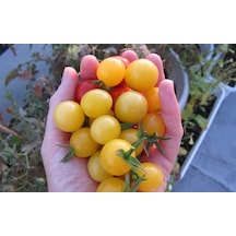 10+ Mini Limon Damlası Domates Tohumu N113591