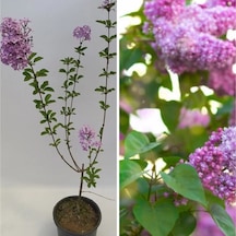 Videolu 1 Adet Mis Kokulu Leylak Çiçeği Fidanı 60-90 Cm Tüplü Çiçekli Bodur Bitkiler Syringa