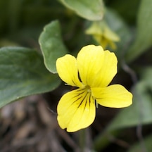 Golden Gate Violet Menekşe Çiçeği Tohumu 100 Tohum