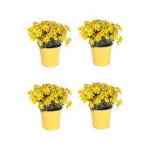 Videolu Sarı Çalı Papatya 4 Adet Saksılı/ Tüplü 20-40 Cm Dış Mekan Bitkisi Coreopsis
