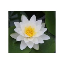 5 Adet Tohum Nadir Beyaz Lotus Çiçek Tohumu Lotus Çiçeği Tohumu Nilüfer Çiçeği Tohum