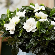 Videolu 1 Adet Yoğun Kokulu Gardenya Çiçeği 20-35 Cm Saksılı Iç Mekan Bitkileri Gardenia