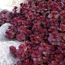 Sedum Vodoo Kırmızı Dam Koruğu Yer Örtücü Yayılıcı Bitki 45 Ade