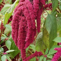 Sarkan Kırmızı Renkli Amaranthus Horoz İbiği Çiçeği Tohumu 150