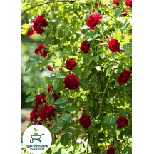 Sarmaşık Kırmızı Gül Fidanı 1 Adet Saksılı/tüplü 50-80cm Red Rose Bahçe Bitki