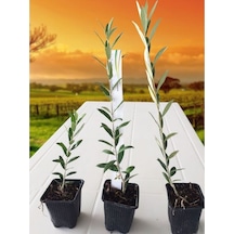 Tüplü Tam Bodur Arbequına Zeytin Fidanı 1 Yaş