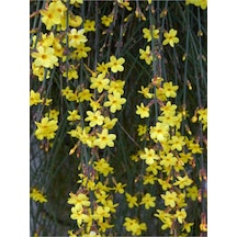 Çalı Yasemin Sarı Yasemin Fidanı 80-120 Cm 1 Adet Tüplü Jasminum Nudiflorum