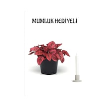 Kadınlar Gününe Özel Kırmızı Hostes Hypoestes Çiçeği Mumluk Hediyeli