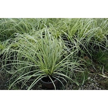 Carex Evergold 3 Adet - Çok Yıllık Otsu Bitki