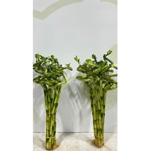 Şans Bambusu 2 Adet 70. 80. Cm