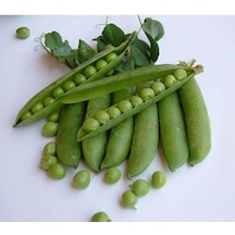 Yerli İri Tane Bezelye Tohumu 50 GR Takribi 150 Tohum İlaçlı N113014