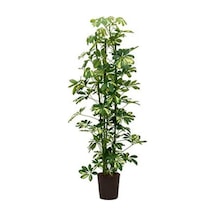 Şeflera Bitkisi 100-110 Cm Özel Kutulu Gönderim Schefflera Bitkisi Tek Dal Ev Ofis Salon Bitkisi