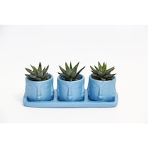 Trio Mavi Adler Sukulent Seti - Haworthia Pumila