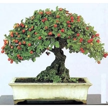 Bodur Bonsai Kırmızı Alıç Ağacı Tohumu 10 Tohum +Saksı+Toprak+Hed