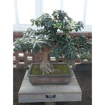 Bonsai Yıldız Çalısı Pitosporum 3 Adet