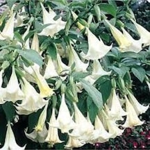 10 Adet Tohum Angel Trumpet Çiçeği Tohum Melek Borazanı Çiçeği Tohum Tohum Saksı Toprak