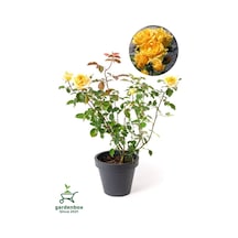 Kokulu Yediveren Sarı Renk Gül Fidanı Saksıda Bahçe Bitkisi 30-50cm
