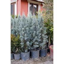 Arizona Mavi Servi Fidanı-12 Lt Saksıda Cupressus Arizonica - 110