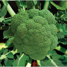 Miracle Monet Brokoli Tohumu 1 GRam N113913