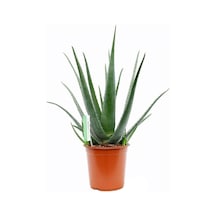 Aloe Vera Bitkisi 30 40 Cm Sarı Sabır Bitkisi Ev Bitkisi