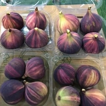 Tüplü İri Meyveli Çilek Aromalı Tiger Fig İncir Fidanı