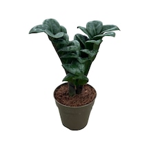 Zamia Zamioculcas 'zenzi' Zeze Çiçeği