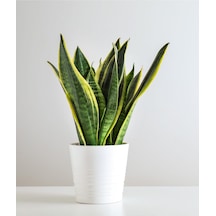 Sansevieria - Paşa Kılıcı - Peygamber Kılıcı Bitkisi 30-40 Cm