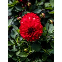 Kırmızı Dahlia Yıldız Çiçeği Fidanı 1 Adet Saksılı 20- 40 Cm Iç/dış Mekan Bitkisi Dahlia